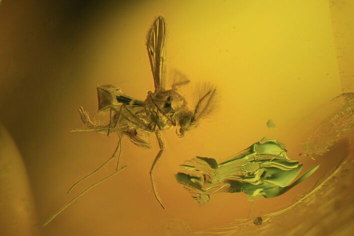 Two Fossil Flies (Diptera) In Baltic Amber #84666